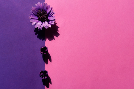 Flowers pink and purple flat lay background. Violet asters and buds composition top view. Spring, summer flora. Petals on color table. Open blooming daisy on bright surface backdrop conceptの写真素材