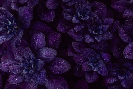 Bright proton purple leaves top view minimalistic background. Foliage plant, flower indigo petals texture. Houseplant branches close up backdrop concept. Web banner, poster, postcard ideaの写真素材