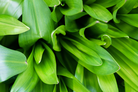 Grass top view minimalistic background. Emerald green lawn close up. Foliage plant leaves abstract backdrop. Botany and nature concept. Flowers fresh spring twigs texture. Landscaping, greeneryの写真素材
