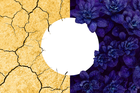 Collage of beautiful proton purple leaves and arid yellow earth. Save the planet ecological concept with copyspaceの写真素材