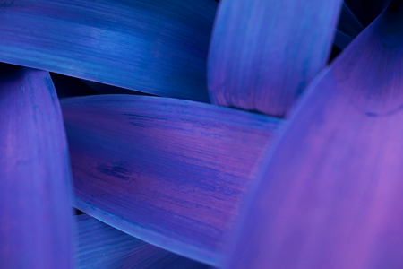 Bright purple leaves top view minimalistic background. Foliage plant, flower indigo petals texture. Houseplant branches close up backdrop concept. Floristry hobby. Web banner, poster, postcard ideaの写真素材