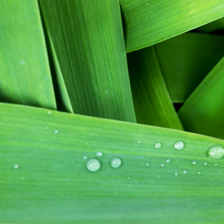 Bright green leaves top view minimalistic background. Floral backdrop concept. Flower petals close up. Floristry hobby. Web banner, greeting card ideaの写真素材