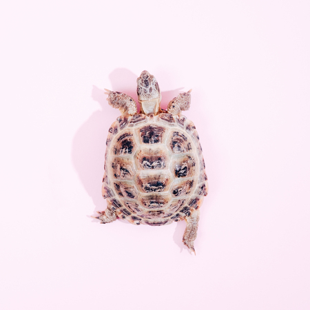 Turtle on pink background trend flat lay concept with fashionable toningの写真素材