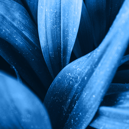Bright blue orange leaves top view minimalistic background. Floral backdrop concept. Color of the summer 2019. Flower petals close up. Floristry hobby. Web banner, greeting card ideaの写真素材