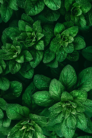 Bright green leaves top view minimalistic background. Floral backdrop concept. Flower petals close up. Floristry hobby. Web banner, greeting card ideaの写真素材