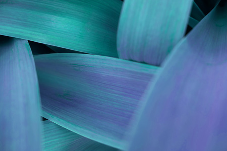 Bright blue leaves top view minimalistic background. Foliage plant, flower indigo petals texture. Houseplant branches close up backdrop concept. Floristry hobby. Web banner, poster, postcard ideaの写真素材