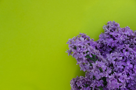 Blue lilac blossom in corner of green background. Bunch of blooming summer and spring flowers gathered in bouquet. Petals on branches top view flat lay on vibrant backdrop with copyspaceの写真素材