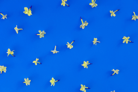 Floral simple minimalist wallpaper. Lilac bloom isolated top view on deep blue backdrop. Blossoming,...
