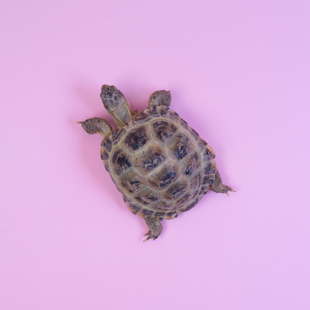 Turtle on pink background trend flat lay concept with fashionable toningの写真素材