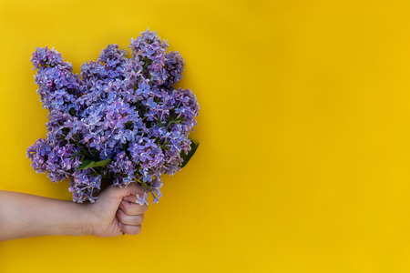 Hand holding bouquet of fresh lilac on bright yellow background. Giving bunch of beautiful violet flowers card with copyspace. Spring and summer season plant wallpaper. Blossoming petals side viewの写真素材