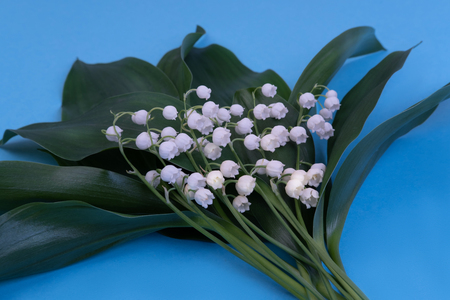 Lily of the valley in vase on a blue background. Art minimalism concept. Holiday of lilies of the valley on May 1st. French traditionの写真素材