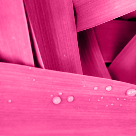 Bright magenta pink leaves top view minimalistic background. Floral backdrop concept. Color of the summer 2019. Flower petals close up. Floristry hobby. Web banner, greeting card ideaの写真素材