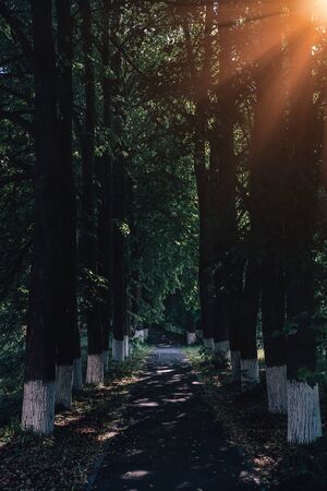 Alleyway between trees. Beautiful park path with sunshine. Going for walk outside in summer, spring....