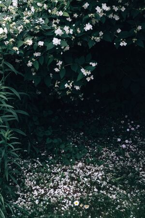 Blooming jasmine bush with falling petals. Great backgroundの写真素材