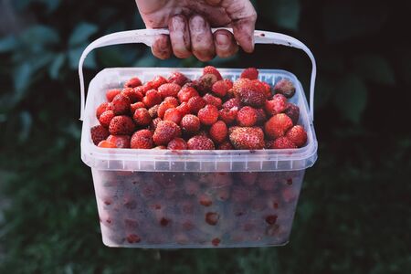 Dirty hand holding container with fresh strawberry close up view. Summer berries harvest background. Farmers hand with eco sweet and ripe strawberry wallpaper. Organic fruits gathering in gardenの写真素材