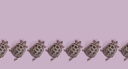 Turtle on pink background trend flat lay concept with fashionable toning. Many turtles. Seamless patternの写真素材