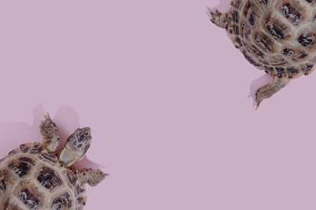 Turtle on pink background trend flat lay concept with fashionable toning. Many turtles patternの写真素材