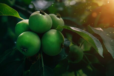 Green apples on branch with natural light and sunlight. Big harvest of fruits concept in garden. Healthy eco food. Summer autumn seasonの写真素材