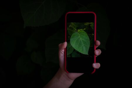 Hand holding mobile phone and take a photo of green leaves on dark blurred background. Eco nature...