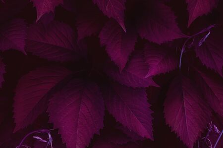 Dark proton red leaves top view minimalistic background. Foliage plant, flower indigo petals texture. Houseplant branches close up backdrop concept. Web banner, poster, postcard ideaの写真素材