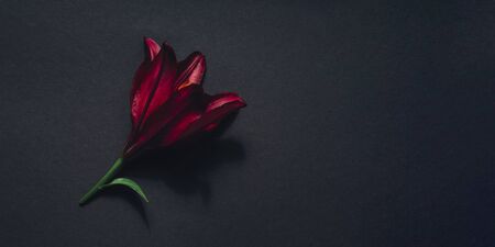Red flower with contrasting shadows on dark gray flat lay background. Bright lily composition top view. Spring, summer flora. Petals on color table conceptの写真素材