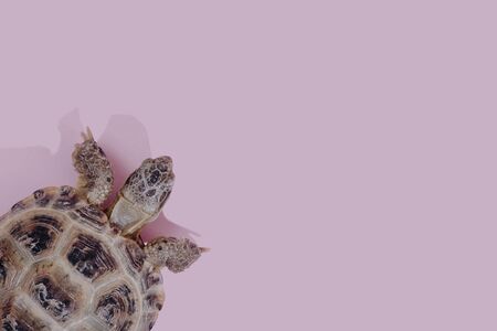 Defocused turtle on pink background trend flat lay concept with fashionable toning. Pattern with...