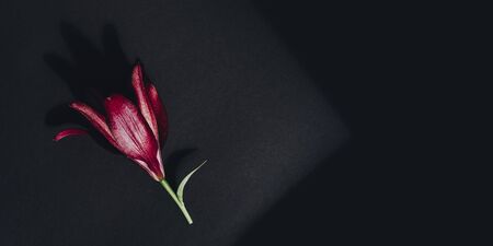 Red flower with contrasting shadows on dark gray flat lay background. Bright lily composition top view. Spring, summer flora. Petals on color table conceptの写真素材