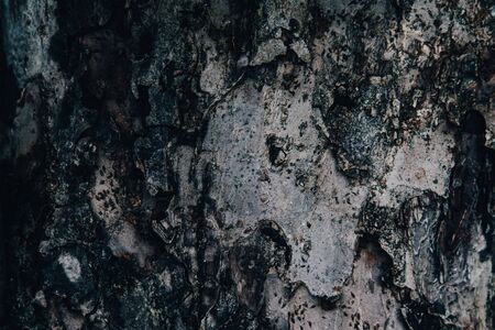 Tree bark texture background. Dry surface. Eco nature conceptの写真素材