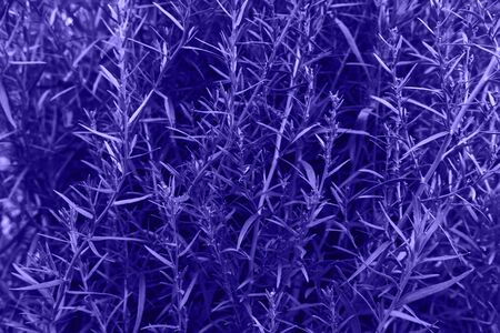 Bright purple leaves top view minimalistic background. Floral backdrop concept. Flower petals close up. Floristry hobby. Web banner, greeting card ideaの写真素材