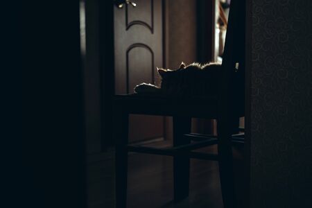 Cute ginger cat lying on home chair with copy spase. Fluffy pet and home sweet home conceptの写真素材