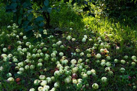 Fresh and rotten apples in garden. Picked autumn, summer harvest background. Wild fruits on ground...