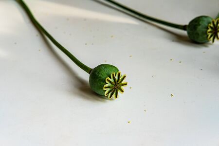 Green poppy head on white background. Spring, summer, autumn conceptの写真素材