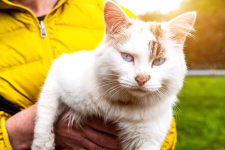 Human holding cat in hands outdoors. Person with homeless sad fluffy kitten. Owner with pet on walk outside idea. Lost and abandoned wild domestic animal with beautiful blue eyes conceptの写真素材