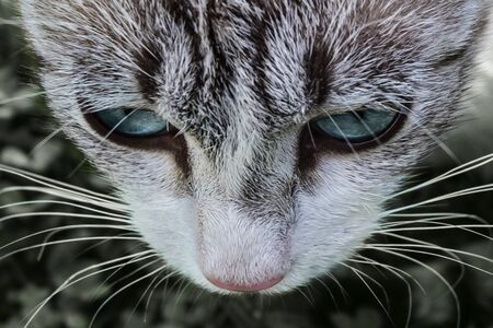 Sad fluffy cat close up. Lost domestic animal with blue eyes top view. Beautiful stray kitten on street concept. Cute homeless kitty idea. Depressed abandoned cat walking alone outdoorの写真素材