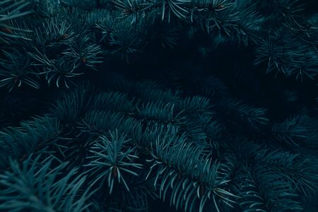 Christmas and New Year simple background with fir branches with copy space.の写真素材