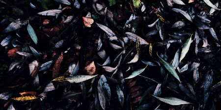 Dark leaves on ground. Autumn pattern concept background