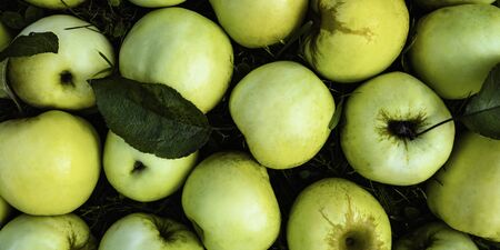 Sweet green apple top view background. Juicy summer autumn fruit backdrop. Sugar containing fruit, summer harvest from above. Fresh vegetarian nutrient, vitamin source, delicious dessert closeupの写真素材