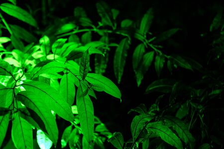 Plant branches with green leaves close up view. Natural environment, ecology, lush forest trees foliage. Beautiful botanical background with dense vegetation. Illuminated greenery at nighttimeの写真素材