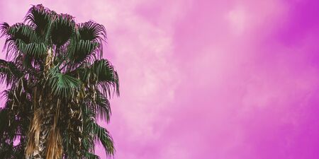 Bright green tropical palm trees with neon pink sky on background. Floral and spa vacation backdrop concept. Web banner for hotel, greeting card ideaの写真素材
