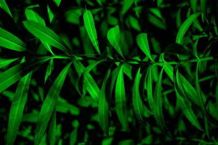 Plant branches with green leaves close up view. Natural environment, ecology, lush forest trees...