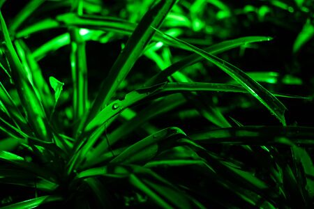 Plant branches with green leaves close up view. Natural environment, ecology, lush forest trees foliage. Beautiful botanical background with dense vegetation. Illuminated greenery at nighttimeの写真素材