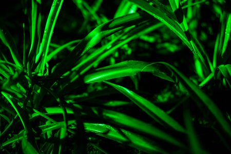 Plant branches with green leaves close up view. Natural environment, ecology, lush forest trees foliage. Beautiful botanical background with dense vegetation. Illuminated greenery at nighttimeの写真素材