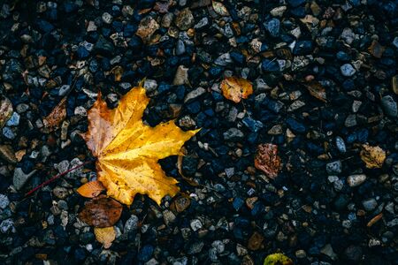 Fall composition with copyspace on dark background. Autumn yellow leaves. Top view, flat lay. Hello autumn conceptの写真素材