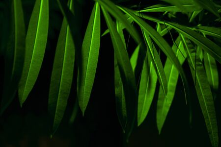 Plant branches with green leaves close up view. Natural environment, ecology, lush forest trees foliage. Beautiful botanical background with dense vegetation. Illuminated greenery at nighttimeの写真素材