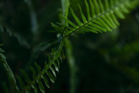 Plant branches with green leaves close up view. Natural environment, ecology, lush forest trees...