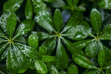 Plant branches with green leaves close up view. Natural environment, ecology, lush forest trees foliage. Beautiful botanical background with dense vegetation. Illuminated greenery at nighttimeの写真素材