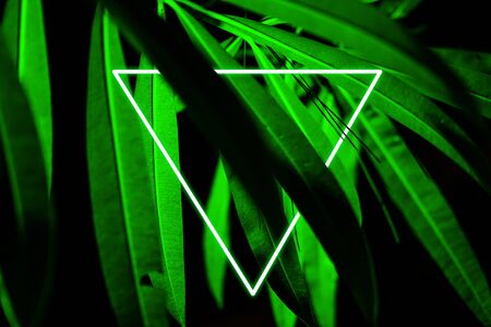 Bright green tropical leaves with neon rectangular frame minimalistic background. Floral backdrop concept. Floristry hobby. Web banner, greeting card idea. Concept color of Yearの写真素材
