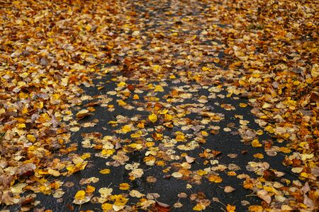 Yellow leaves on ground. Autumn pattern concept background