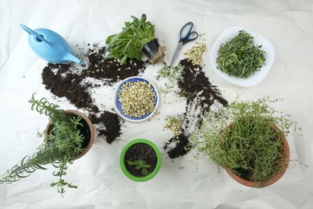 Home gardening with watering can, scissors, sprouted seeds. Indoor microgreens and garden room concept. Green spices rosemary and oregano plant on table in winter and autumn season. Nature background.の写真素材