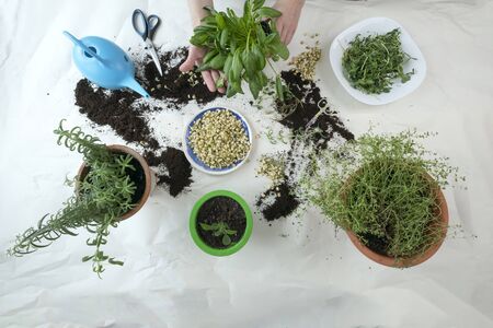 Home gardening with watering can, scissors, sprouted seeds and hands in frame. Indoor microgreens and garden room concept. Green spices rosemary and oregano plant on table in winter and autumn season.の写真素材